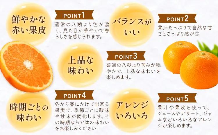  紅はっさく 約3kg 八朔 