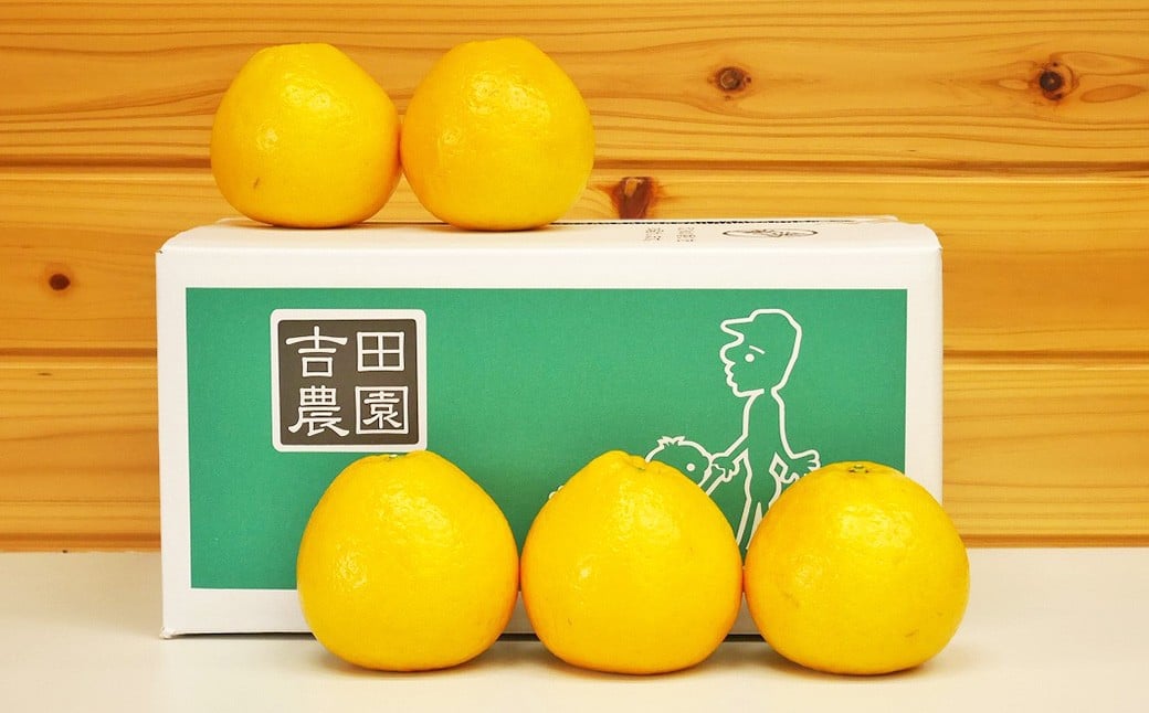 【2026年4月上旬より順次発送】贈答用 河内晩柑 10kg【えひめの町（超）推し！（愛南町）】(383-1)