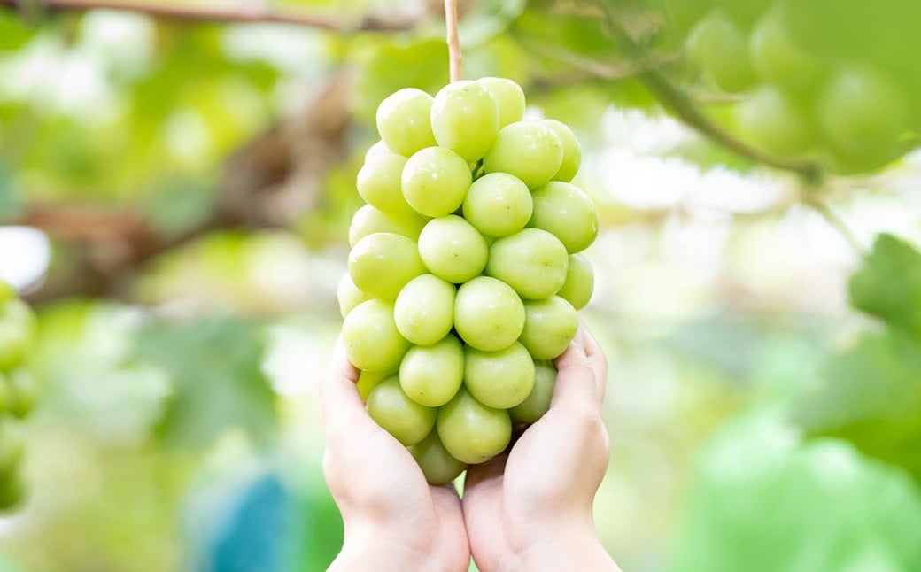 プレミアム大粒シャインマスカット1房（700g以上）【2026年8月下旬から10月上旬頃発送予定】