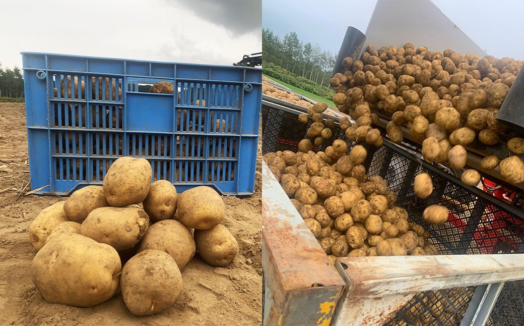 北海道産 じゃがいも 男爵 キタアカリ 食べ比べセット M～2Lサイズ混載 各約10kg 合計約20kg 2箱 山田農場