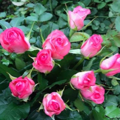 ふるさと納税 小矢部市 【毎月定期便】朝摘みローズブーケ(バラの切り花10本)全3回 |  | 02