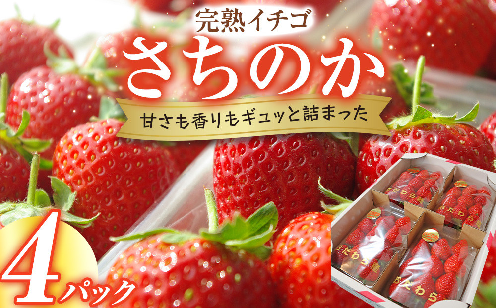 【期間限定・数量限定！】完熟イチゴ　さちのか　希少いちご　神奈川県産　苺　４パック入り |  フルーツ 果物 神奈川県 小田原市 142069_CP006