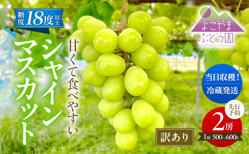 先行予約 [訳あり] 甘く食べやすい シャインマスカット 2房（1房 500～600g）＜出荷時期：2025年9月下旬～10月上旬ごろ＞数量限定 期間限定 果物 フルーツ ぶどう ブドウ マスカット