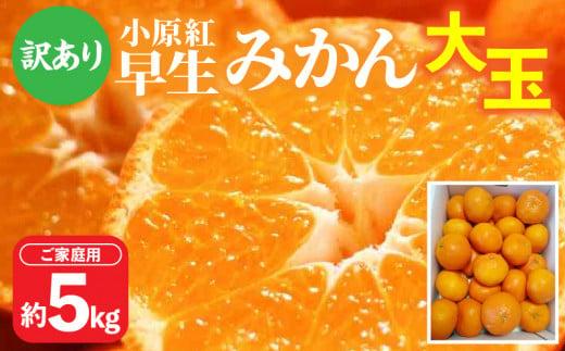 【訳あり】ご家庭用小原紅早生みかん(大玉)　約5kg【2026年11月中旬～2027年1月中旬配送】｜早生ミカン みかん 早生みかん 訳アリ 訳あり 大玉 家庭用みかん 甘い フルーツ くだもの 果物 柑橘  わけあり 先行予約 372013_T006-270J