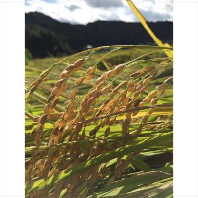 ふるさと納税 京丹後市 令和8年産 丹後こしひかり 白米5kg【特別栽培米】新米 京都の農家から直送もっちりおいしい 精米 |  | 01