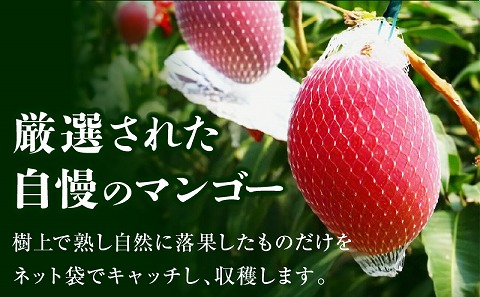 《2025年発送先行予約》宮崎県産完熟マンゴー 3L×2玉