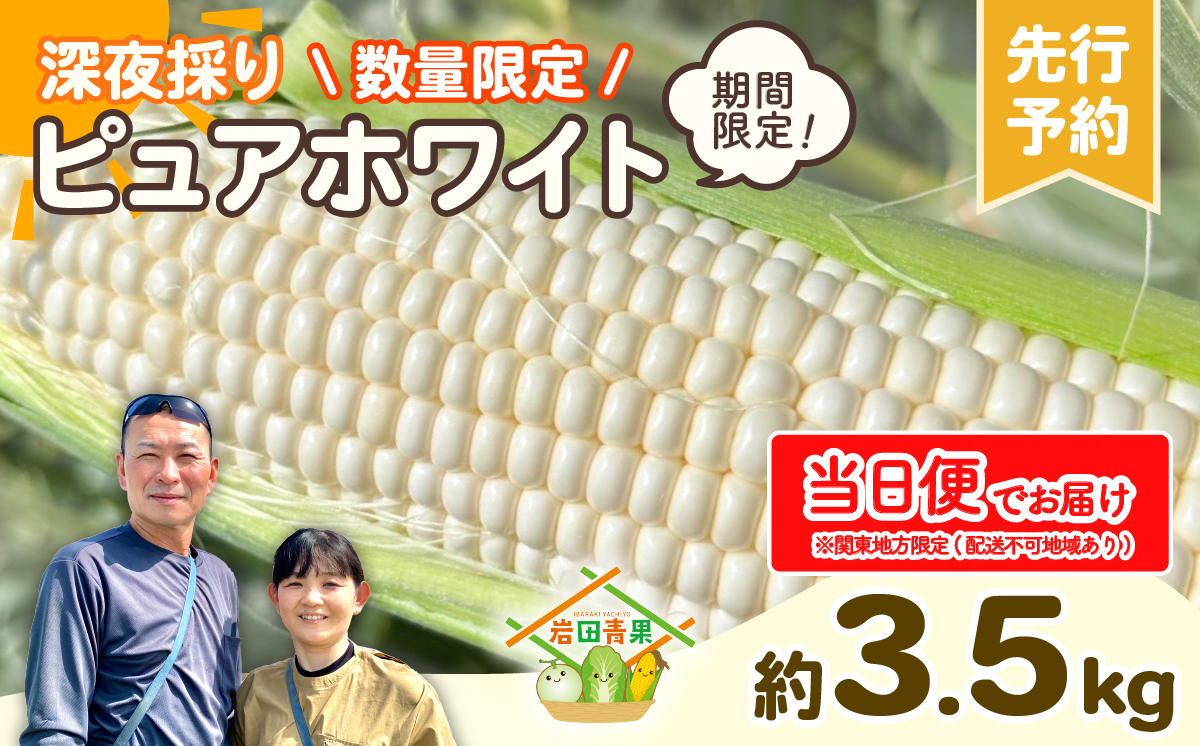 【関東＋山梨県限定 当日便】【先行予約 2026年6月下旬以降発送 】 【 令和8年産 】 深夜採り 朝出荷 白い とうもろこし ピュアホワイト 約3.5kg トウモロコシ 期間限定 甘い 生食 [AX067ya]