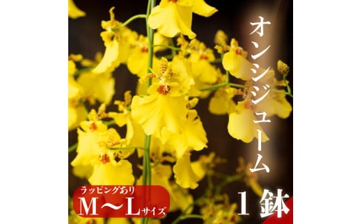 オンシジューム ( アロハ・イワナガ ) １鉢 M～L ラッピング有 お花 花 はな フラワー インテリア 鑑賞 洋ラン 鉢 栽培 園芸 ガーデニング 母の日 プレゼント ギフト 贈り物 初心者向け KN008