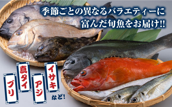 対馬 活〆 島魚セット 2.5〜3kg《対馬市》【対馬地域商社】 [WAC004]新鮮 鮮度 直送 冷蔵 鮮魚 刺身 海鮮 魚介 鯛めし 煮付け 魚 ぶり まぐろ 刺し身 定置網 おかず 一品 味噌汁