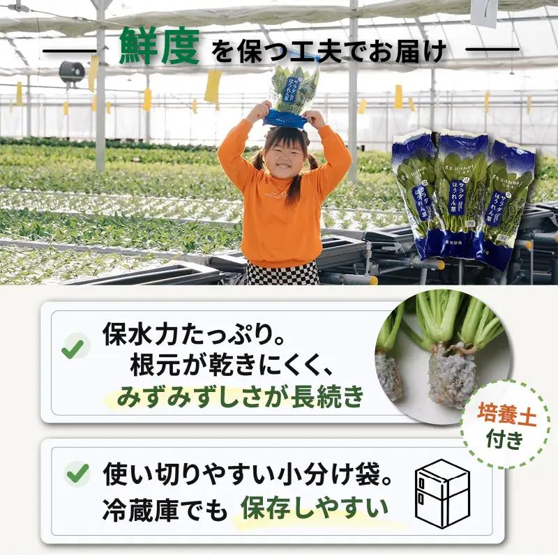サラダみずな サラダセット | 水菜 水耕 栽培 新鮮 葉物 野菜 ドレッシング 南国市