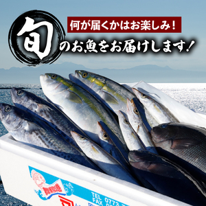 訳あり 鮮魚 詰め合わせ セット 3～4種 約2kg ： 旬の魚 朝獲れ 鮮度抜群 魚 鮮魚セット 訳あり鮮魚 あじ サバ ススキ つばす 鯵 鯖 鰯 サゴシ グレ 鯛 カマス 赤カレイ いわし レン