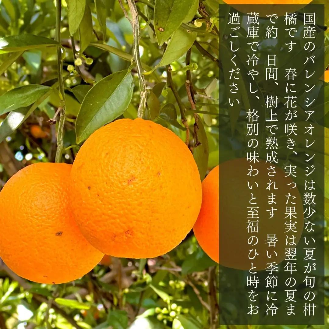 訳あり バレンシアオレンジ  国産 箱込 5kg (内容量 4.4kg ) サイズミックス 和歌山県産 産地直送 みかんの会
