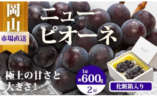 
EE-64　【令和7年発送・先行予約】岡山県産　ニューピオーネ（1房600g以上）2房　化粧箱入り
