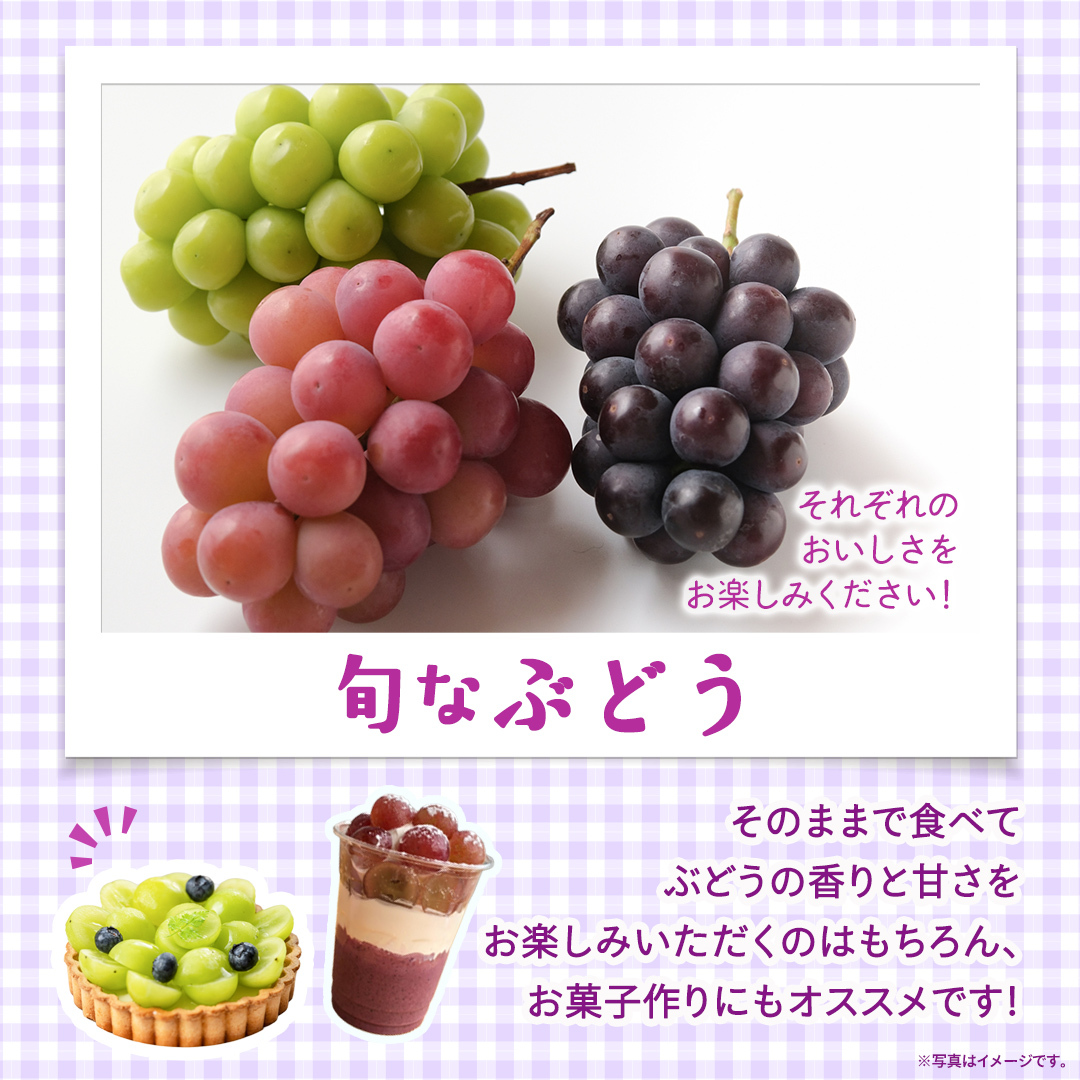 旬なぶどう 品種おまかせ 約2kg(約4房)【2026年8月より発送開始】（茨城県共通返礼品 [ぶどう]：結城市産） ぶどう 旬 おまかせ 詰め合わせ フルーツ 果物 巨峰 ピオーネ シャインマスカッ