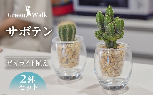 サボテンのゼオライト植え 2鉢セット【底面給水ガラス鉢】インテリア 緑 グリーン 植物 簡単 初心者 かわいい 自然 おしゃれ 観葉植物 Green Walk グリーンウォーク 愛知県 豊橋市
