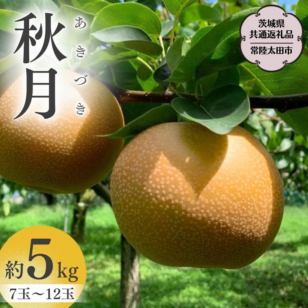 【2026年9月中旬発送開始】 茨城県産 梨 「 秋月 」 約 5kg 7玉 ～ 12玉 【茨城県共通返礼品／常陸太田市】 桧山果樹園 農家直送 桧山果樹園 農家直送 フルーツ  甘い 直送 茨城 限定 ギフト 梨 秋月 あきづき 果物 [DU010sa]