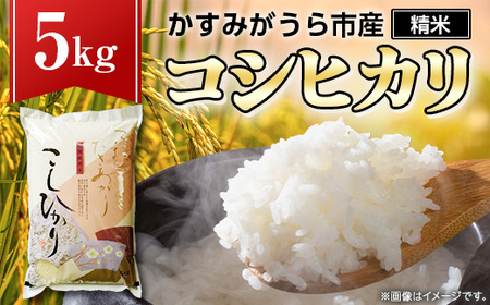 かすみがうら市産コシヒカリ  精米  5kg_ 精米 米 _【1268974】
