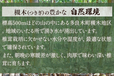 【お歳暮 ギフト】【農林水産大臣賞受賞】槻木産 中葉厚肉 乾燥椎茸 3袋セット 計300g (100g×3) しいたけ 熊本県 多良木町 原木 シイタケ 贈り物 贈答用 椎茸 しいたけ 槻木 つきぎ 