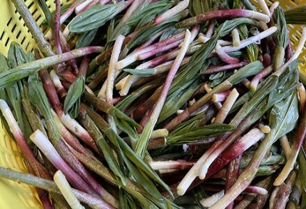 釧路産・天然 鮮度そのまま行者にんにく 250g×2 F4F-0539