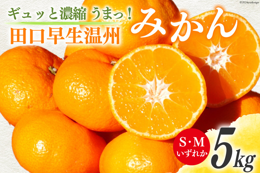 
みかん 5kg【期間限定発送】ギュッと濃縮 うまっ！ 田口早生温州みかん S・Mいずれか [黒田農園 宮崎県 日向市 452060138] 果物 フルーツ ミカン 蜜柑 柑橘
