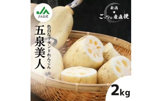 【夏季限定】美白れんこん「五泉美人」 2kg 新潟県 五泉市 五泉蓮根生産組合 2025年7月～9月まで
