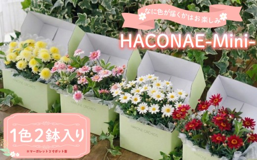 【 母の日 】 HACONAE Mini マーガレット お花 プレゼント 贈答用 お祝い ギフト 箱根洋ラン園 静岡県 三島市