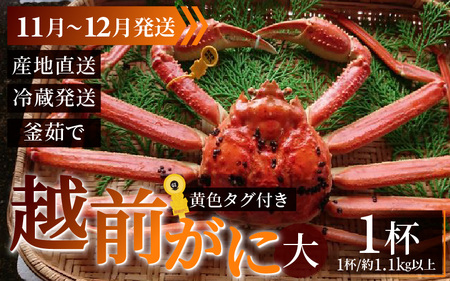 【先行予約】越前がに 大 (約1.1kg以上)×1杯【11月～12月発送】 日本海 直送