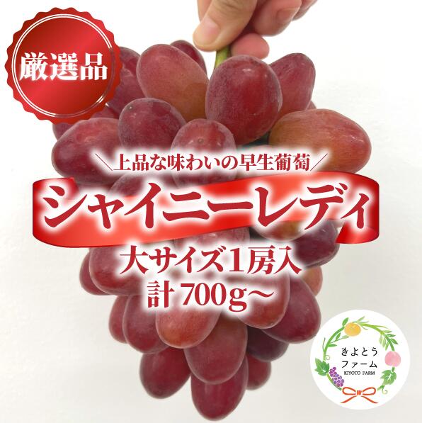 【ふるさと納税】 【きよとうファーム】赤色ぶどう シャイニーレディ厳選品1房/房700g以上 (岡山県産)【2025年8月以降順次発送】【配送不可地域：離島】/岡山 葡萄 ぶどう 果物 フルーツ 甘い 産地直送 数量限定 【1602700】【KF-B081-02】