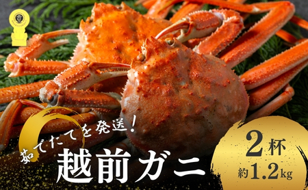 【期間限定】 越前ガニ 茹で 約1 2kg 2杯 越前かに 越前ガニ