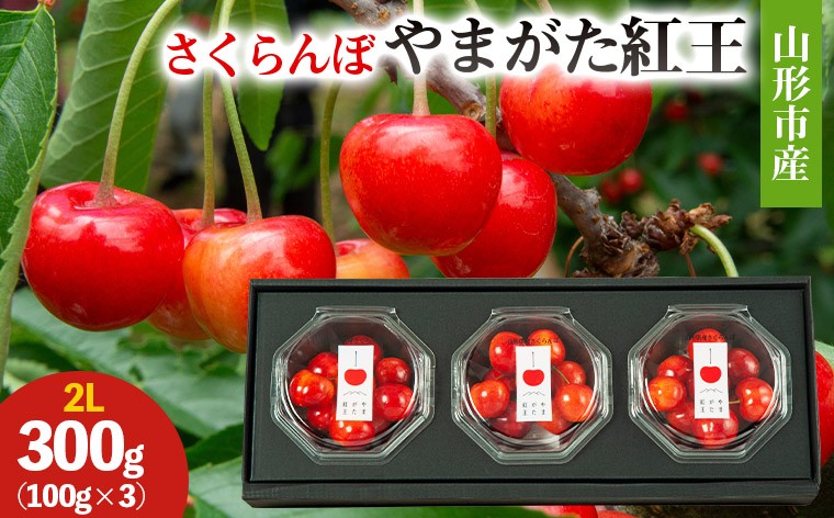 
            山形市産 さくらんぼ(やまがた紅王)2L 300g(100g×3) 【令和8年産先行予約】FS25-027
          
