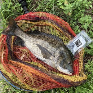 魚魚角（トトキューブ）イカ墨ブラック15個入り3袋 釣り ワーム (a11-175)