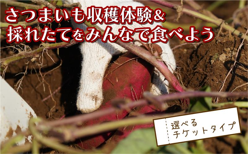 
            さつまいも堀り ＆ 採れたて試食会 体験 地元シェフ と 採れたて 野菜 をみんなで食べよう こども 親子 沼津 戸田  実季楽農園 【海と山に育まれた 戸田 の恵を掘り起こそう】  収穫 収穫体験 さつまいも 掘り 体験 試食 観光 静岡 沼津
          