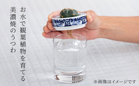 【美濃焼】SaiSui Blue（間取藍花）植物付き【大東亜窯業】インテリア 雑貨 観葉植物 多肉植物 サボテン グリーン 水で育てる 省スペース 手軽 簡単 初心者 写真映え かわいい おしゃれ [
