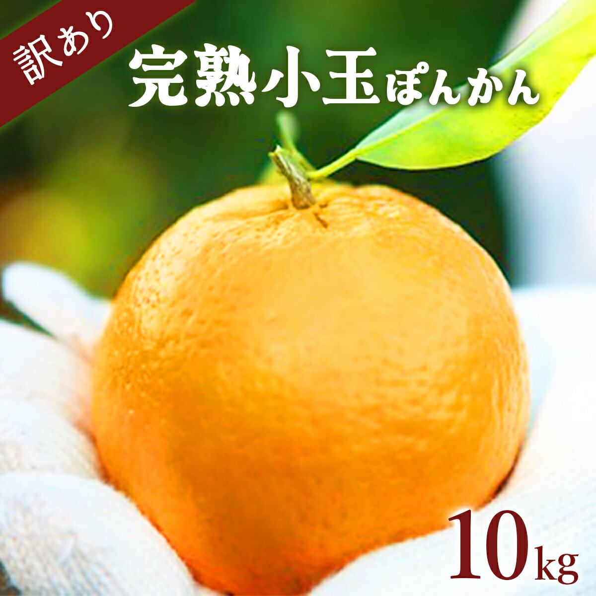 【ふるさと納税】＜先行予約＞訳アリ完熟小玉ぽんかん 10kg 国産 東洋町産 訳あり 甘い コク ジューシー 蜜柑 ミカン 果肉 高知県 東洋町 四国 お取り寄せ フルーツ 果物 家庭用 自宅用 送料無料 産地直送 F-126
