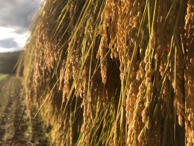 
                  天日干し　特別栽培米　玄米５kg
                