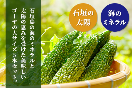 【先行予約】南国石垣島では冬が旬！朝採れ「ゴーヤ」大5本セット！減農薬！最優秀賞受賞の農家から！OI-9