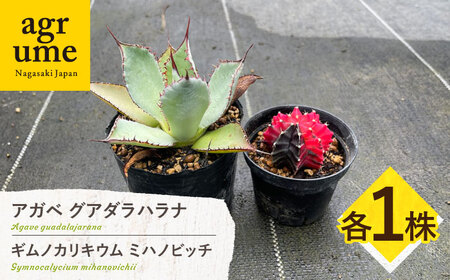 ギムノカリキウム ミハノビッチ ＆ アガベ グアダラハラナ 各1株 Gymnocalycium mihanovichii＆ Agave guadalajarana 長与町/アグリューム[EAI242] 