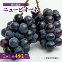 【ふるさと納税】ぶどう 2025年 先行予約 ニュー ピオーネ 2房（1房480g以上）約1kg 化粧箱入り ブドウ 葡萄 岡山県産 国産 フルーツ 果物 ギフト　 果物 フルーツ デザート 食後 強い甘み 皮離れがいい 爽やか 　お届け：2025年8月下旬～2025年10月上旬