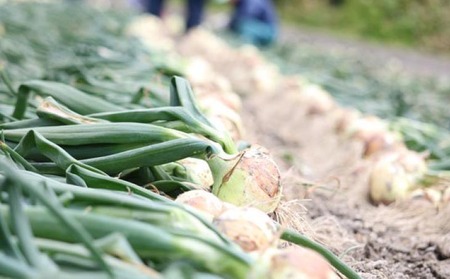 【6ヶ月定期便】「追熟甘玉ねぎ」10kg