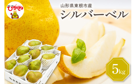 【2026年産】 西洋梨 シルバーベル 5kg 秀品 化粧箱入り 山形県 東根市 東根農産センター提供 hi027-200-r8