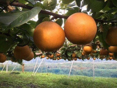 阿部梨園の梨（3kg　レギュラー箱）にっこり　※離島への配送不可　※2025年10月上旬～10月下旬頃に順次発送予定