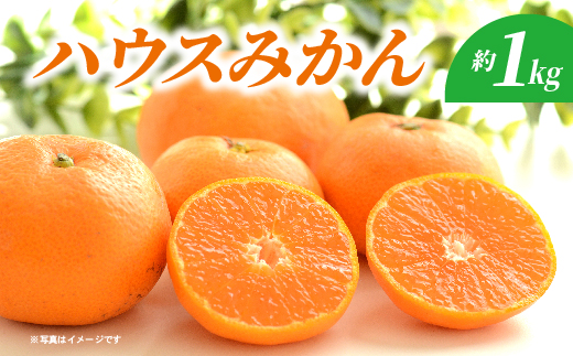 ハウスみかん 約1kg _c-139