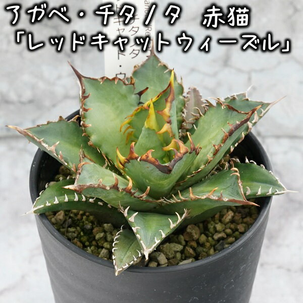 【ふるさと納税】アガベ・チタノタ 「レッドキャット・ウィーズル」 3.5号鉢 四国ガーデン 人気 多肉植物 インテリア 観葉植物 グリーン リラックス | B448