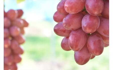 【先行受付】 神紅 2房【島根県オリジナルぶどう 数量限定 希少 ぶどう 種なし 皮ごと しんく 甘い 高糖度 先行 予約 幻のぶどう 島根県 オリジナル 品種 安来市】