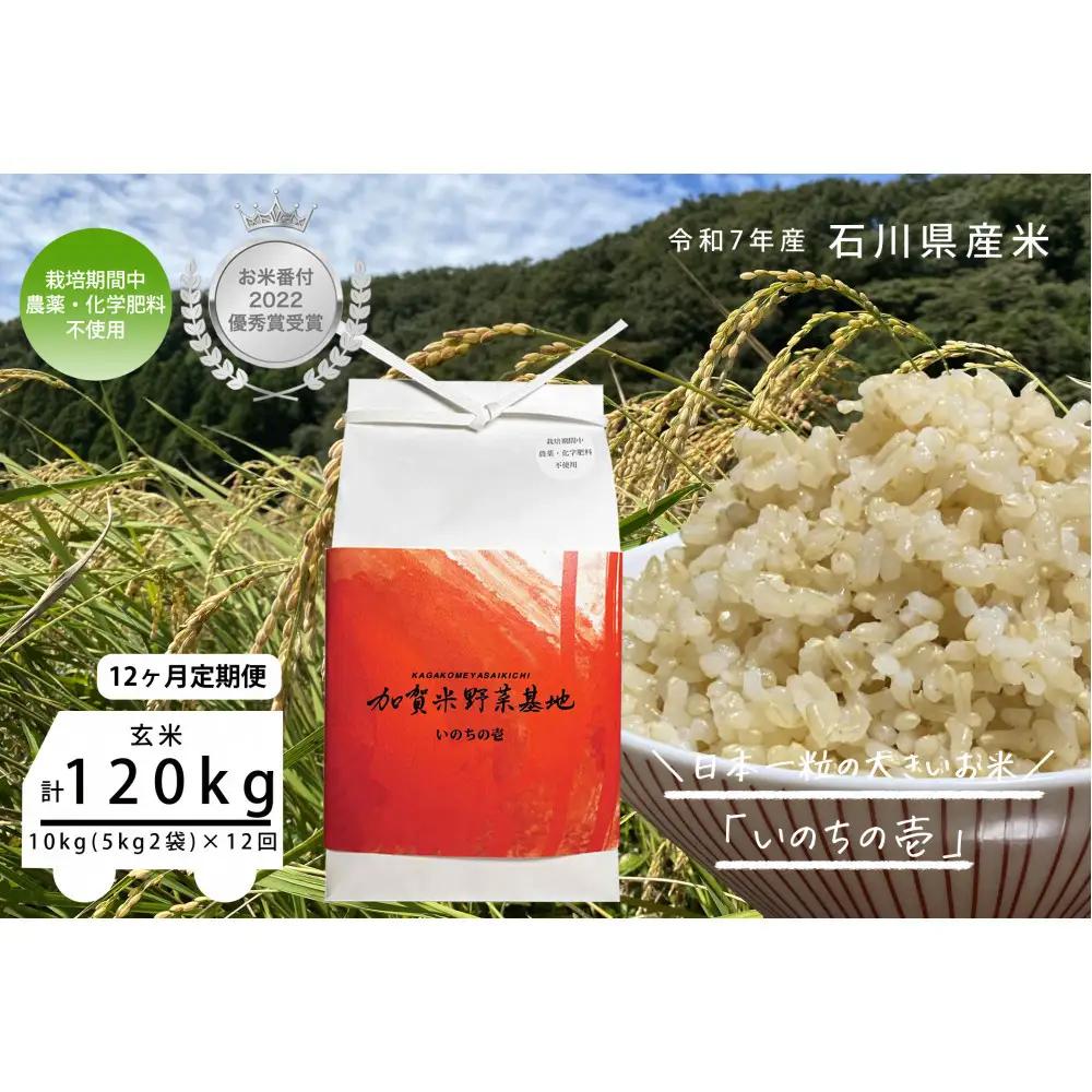 【12ヶ月定期便】【お米番付優秀賞受賞農家】日本一粒の大きいお米『いのちの壱』玄米10kg×12回