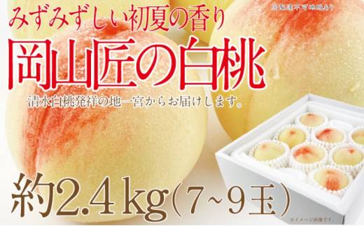 もも 2025年 先行予約 岡山匠の白桃 約2.4kg 7～9玉 犬塚農園 岡山県産 清水白桃 桃 モモ ギフト 初夏 みずみずしい