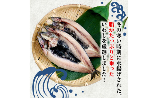 沼津の手作りひもの 間宮水産専務激推し? 脂バッチリ！旨味の頂！真 いわし 開き干し 12枚 個包装 干物 イワシ