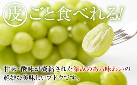【先行予約】2025  P シャインマスカット 粒採り6パック 　約1kg　【10月中旬頃～順次発送予定 】長野県産　国際特許有機肥料栽培