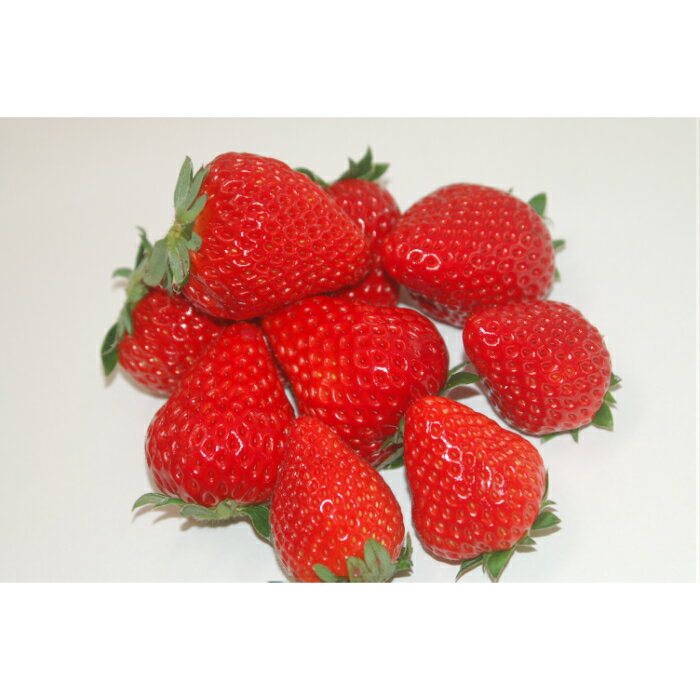 【ふるさと納税】いちご やよいひめ 300g×4パック | いちご イチゴ 苺 やよいひめ