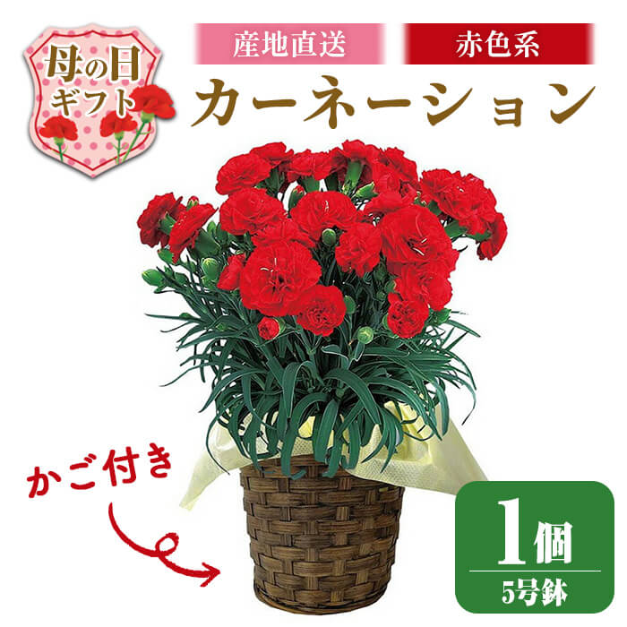 【ふるさと納税】＜先行予約受付中！2026年5月6日～9日に順次発送予定＞＜母の日ギフト＞柴田ポットカーネーション (赤色系・5号鉢) 2026年5月10日 母の日 プレゼント ギフト 花 鉢植え プレゼント フラワーセット 【しばたの未来株式会社】 sh017-A